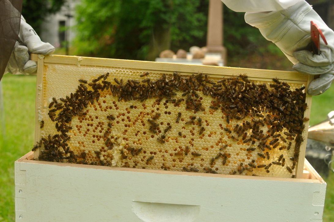 green-wood cemetery beehives