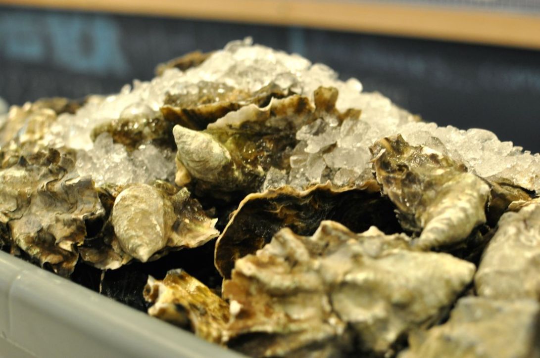 grand central oyster bar brooklyn