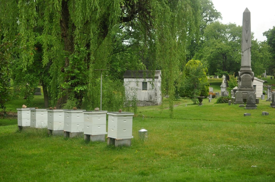 green-wood cemetery beehives